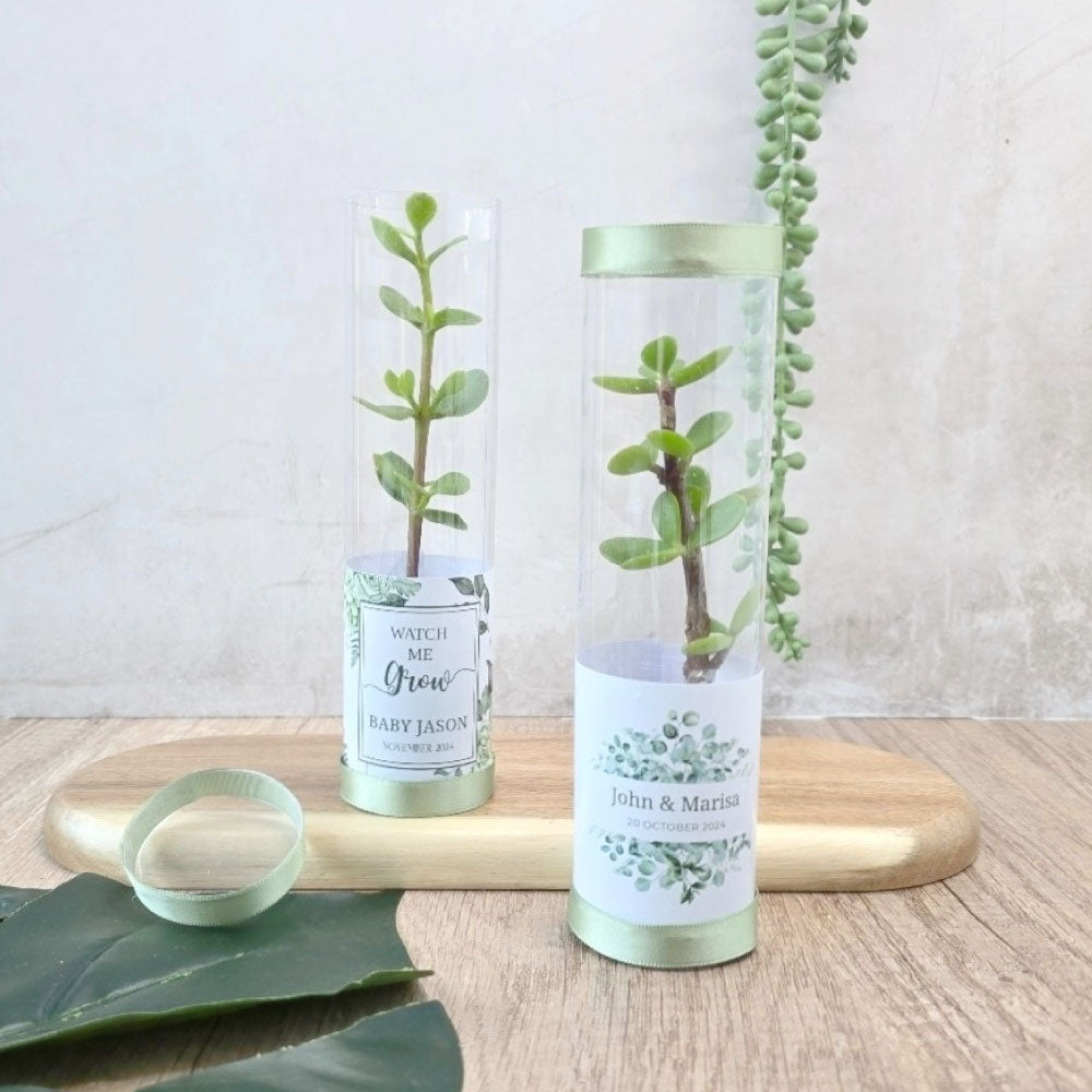 spekboom succulents in a cylindrical tube gift favour