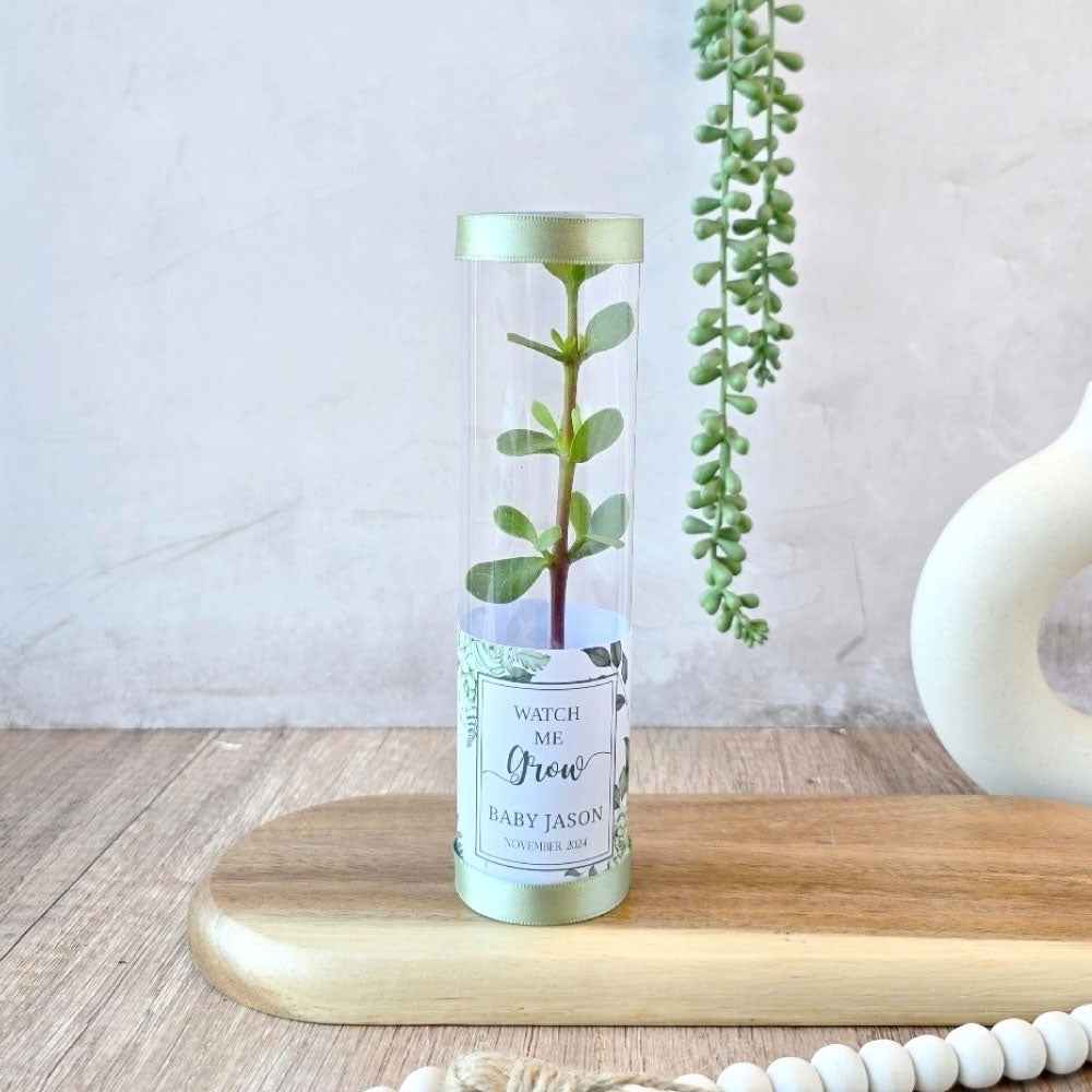 spekboom succulents in a cylindrical tube gift favour