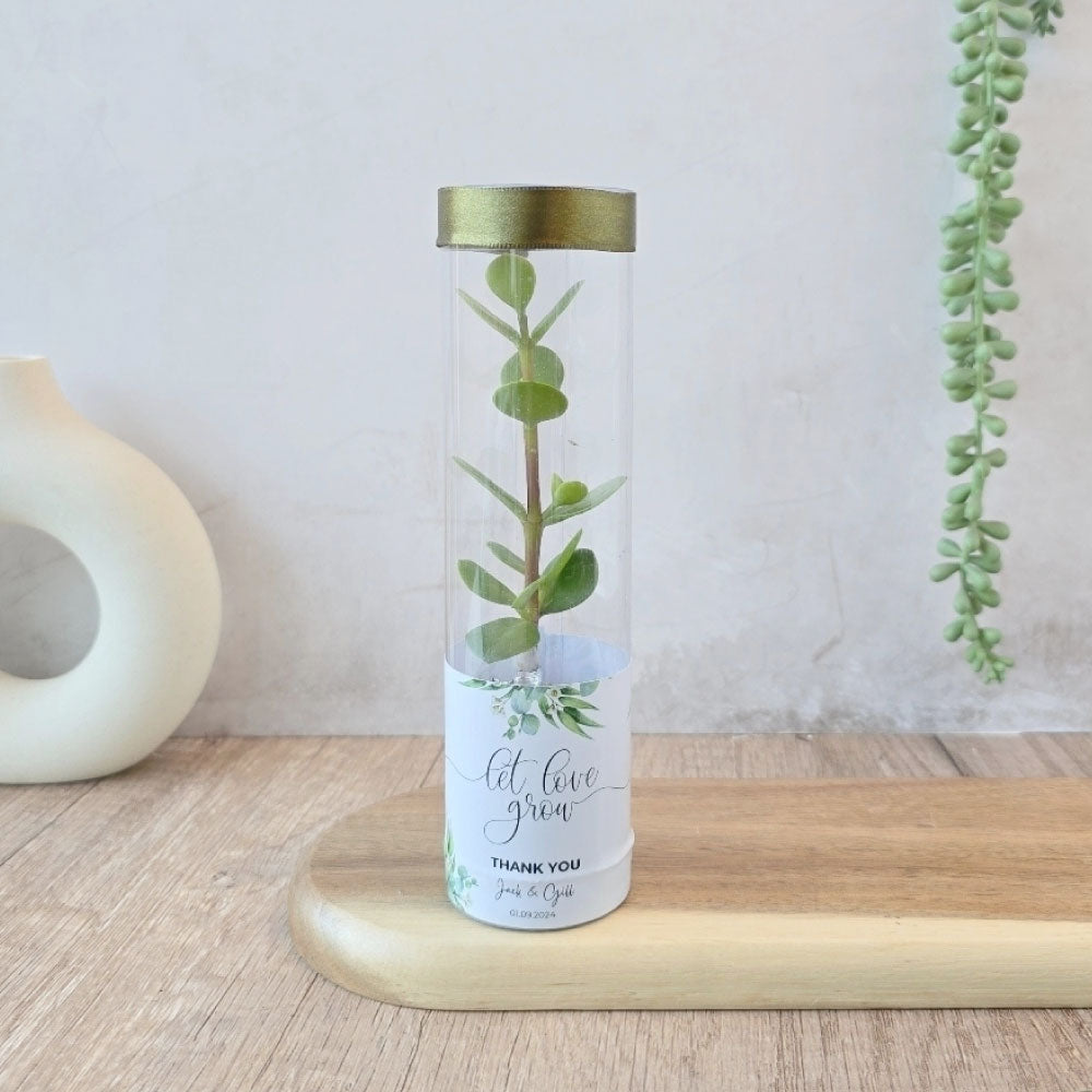 spekboom succulents in a cylindrical tube gift favour