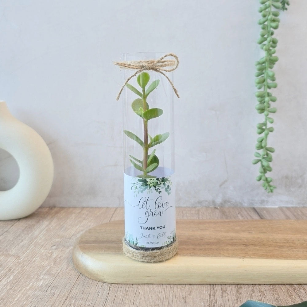 spekboom succulents in a cylindrical tube gift favour