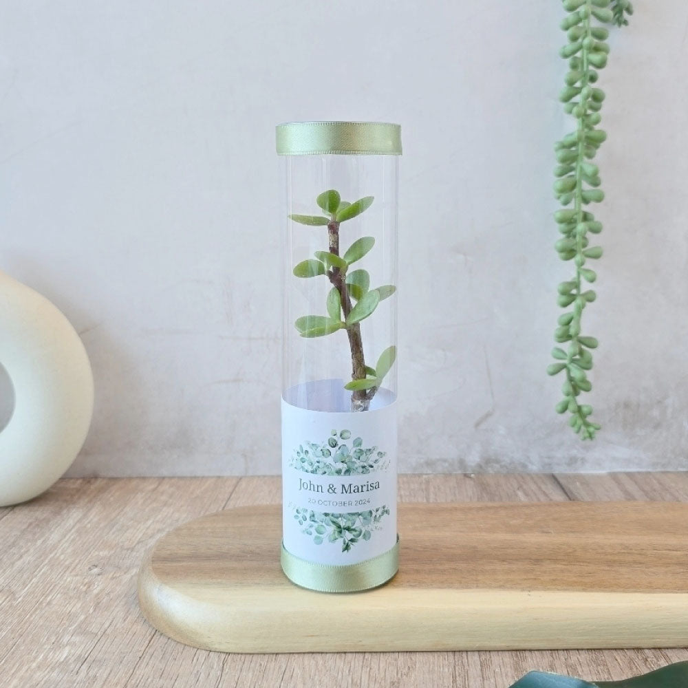 spekboom succulents in a cylindrical tube gift favour