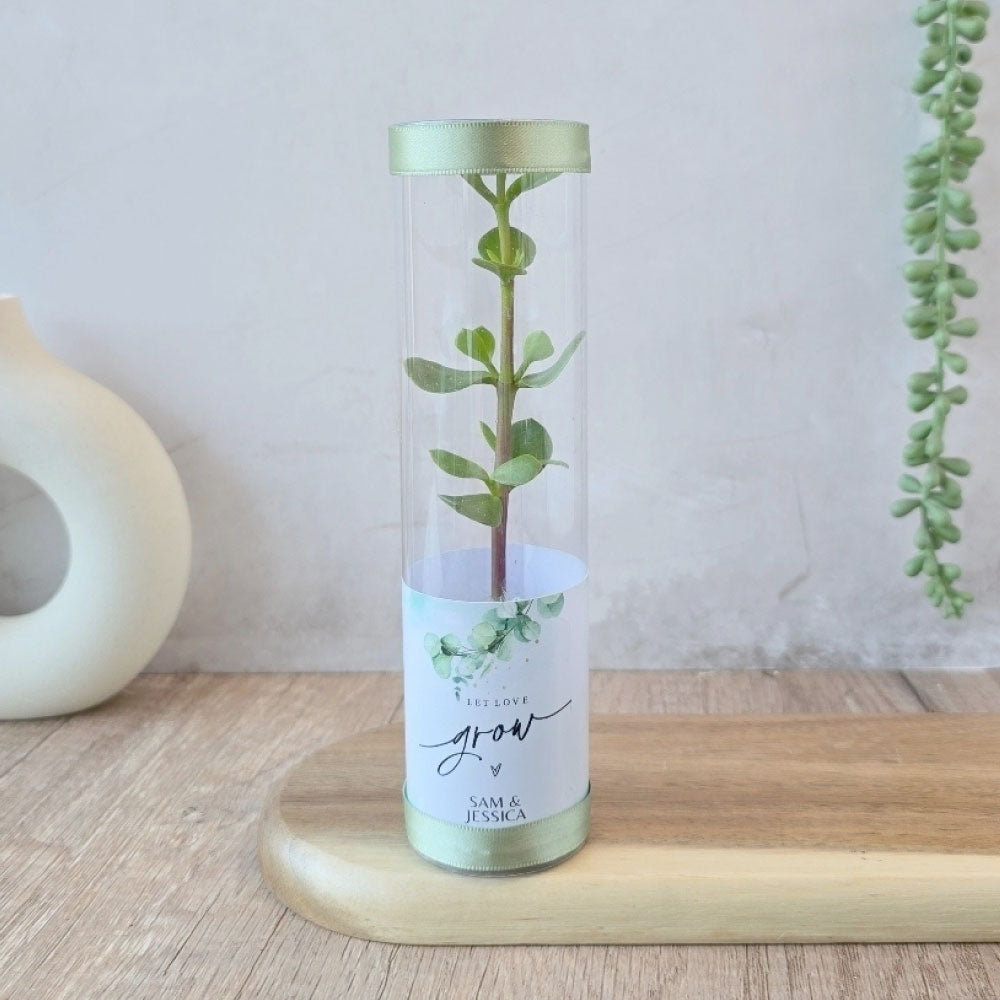 spekboom succulents in a cylindrical tube gift favour