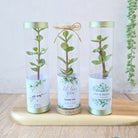 spekboom succulents in a cylindrical tube gift favour