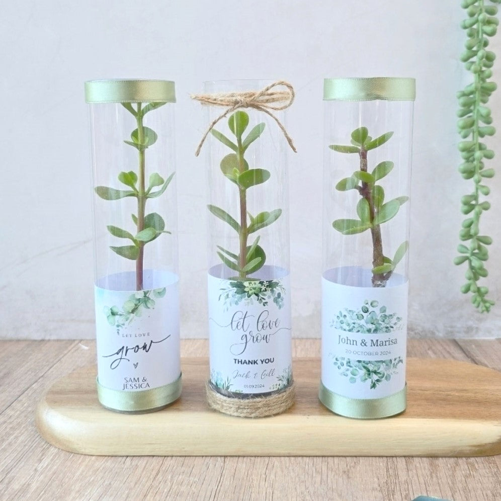 spekboom succulents in a cylindrical tube gift favour